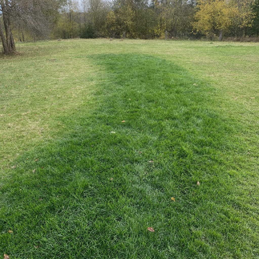 A soggy, unusually green patch of lawn over the drain field of a Dorchester home, a sign the septic tank needs pumping